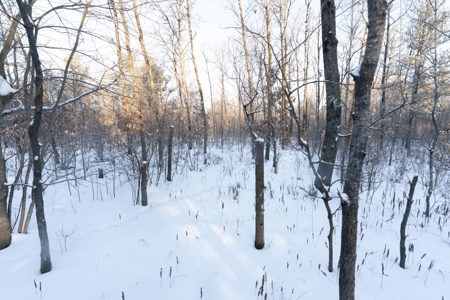 80 Acres of Juneau County Timber Land - image 2