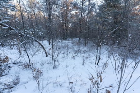 80 Acres of Juneau County Timber Land - image 5
