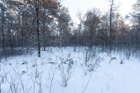 80 Acres of Juneau County Timber Land - image 8