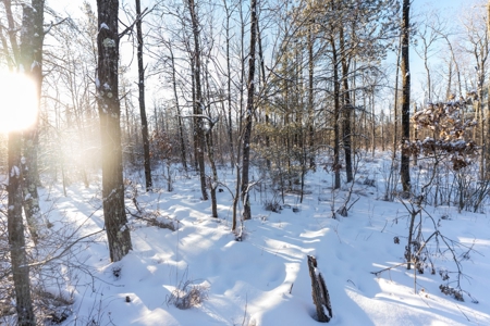 80 Acres of Juneau County Timber Land - image 15