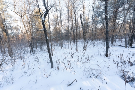 80 Acres of Juneau County Timber Land - image 1