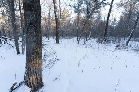 80 Acres of Juneau County Timber Land - image 3
