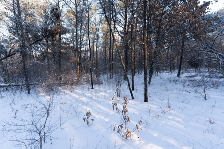 80 Acres of Juneau County Timber Land - image 11