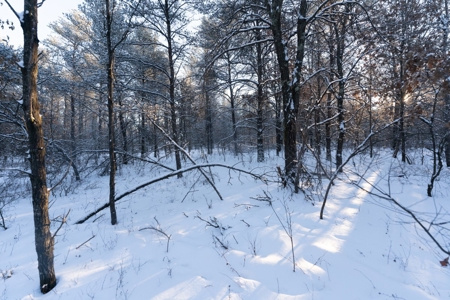 80 Acres of Juneau County Timber Land - image 9