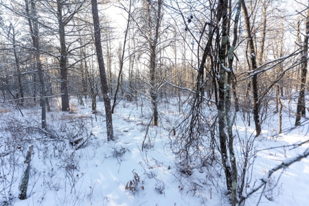 80 Acres of Juneau County Timber Land - image 13