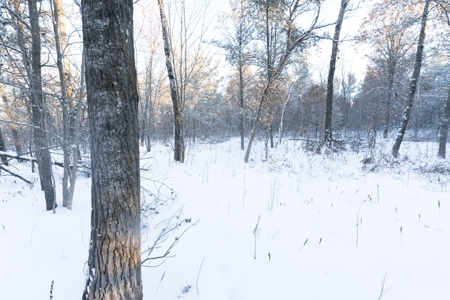 80 Acres of Juneau County Timber Land - image 4