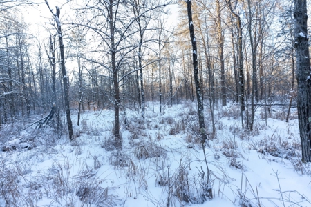 80 Acres of Juneau County Timber Land - image 12