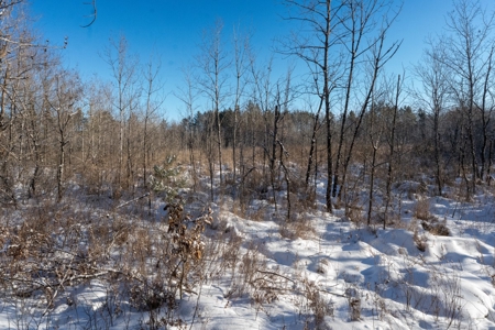 200-acre tract of land with a lot of diversity in Juneau Cty - image 21