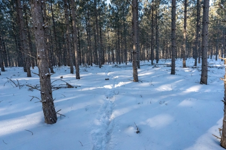 200-acre tract of land with a lot of diversity in Juneau Cty - image 19