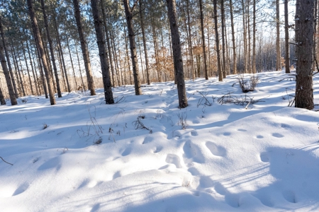 200-acre tract of land with a lot of diversity in Juneau Cty - image 14