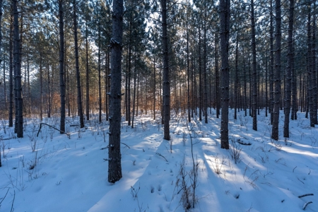 200-acre tract of land with a lot of diversity in Juneau Cty - image 6