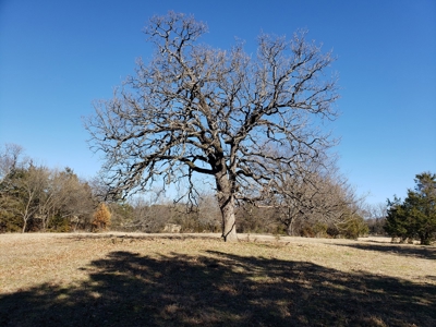 Sugarloaf Mountain 19.7 Acre Ranch & Home Site – Gilmore, Ok - image 2