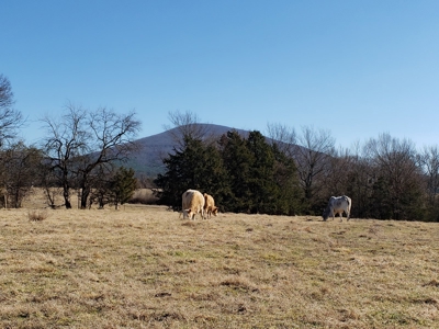 Sugarloaf Mountain 19.7 Acre Ranch & Home Site – Gilmore, Ok - image 13