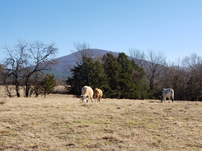 Sugarloaf Mountain 19.7 Acre Ranch & Home Site – Gilmore, Ok - image 4