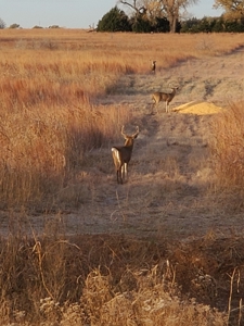 Hunting Property For Sale Kansas - image 2