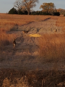 Hunting Property For Sale Kansas - image 1