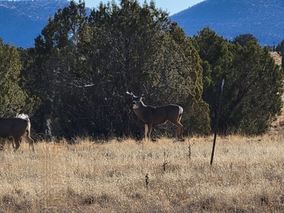 Big views and wide open spaces - image 13