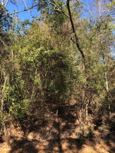 Anderson County Lands For Sale - image 3
