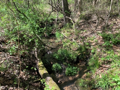Old Ozark Farm---Pasture, Creeks, Livestock Ready - image 9
