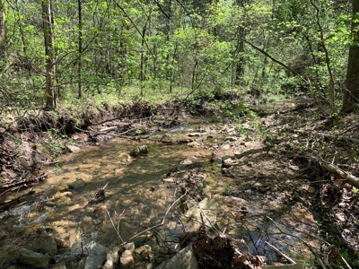 Old Ozark Farm---Pasture, Creeks, Livestock Ready - image 19