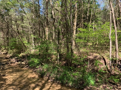 Old Ozark Farm---Pasture, Creeks, Livestock Ready - image 21