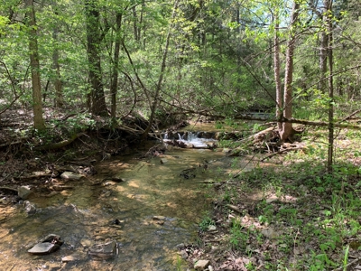 Old Ozark Farm---Pasture, Creeks, Livestock Ready - image 30