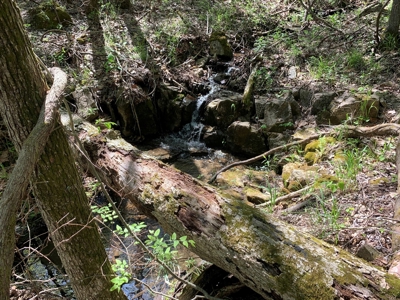 Old Ozark Farm---Pasture, Creeks, Livestock Ready - image 13