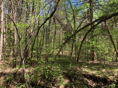 Old Ozark Farm---Pasture, Creeks, Livestock Ready - image 20