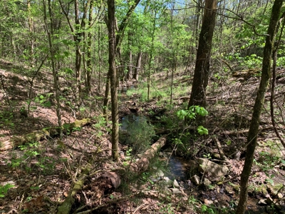 Old Ozark Farm---Pasture, Creeks, Livestock Ready - image 12