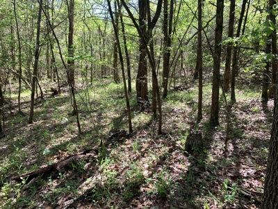 Old Ozark Farm---Pasture, Creeks, Livestock Ready - image 17