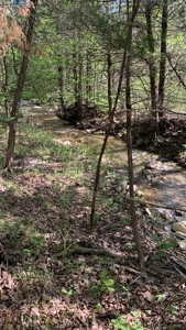 Old Ozark Farm---Pasture, Creeks, Livestock Ready - image 37
