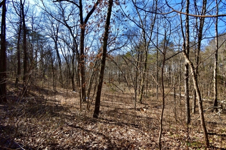 Warrick County Buildable Land For Sale - Wooded Homesites - image 10