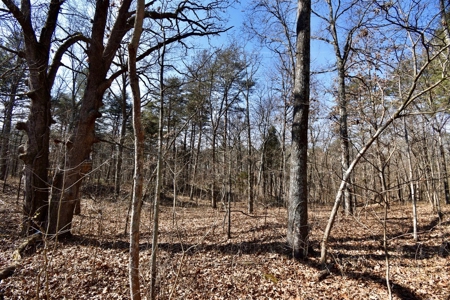 Warrick County Buildable Land For Sale - Wooded Homesites - image 5