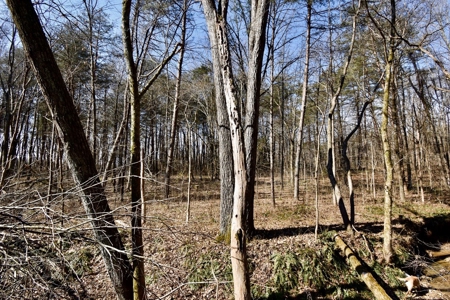 Warrick County Buildable Land For Sale - Wooded Homesites - image 17