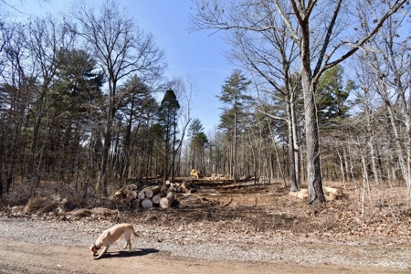 Warrick County Buildable Land For Sale - Wooded Homesites - image 9