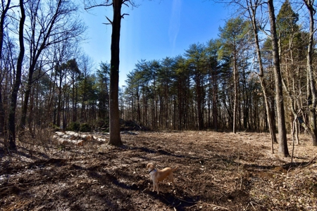 Warrick County Buildable Land For Sale - Wooded Homesites - image 16