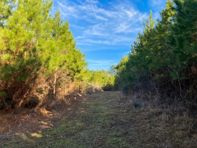 127 Acres Hunting Land and Camp for Sale in Amite County, MS - image 33