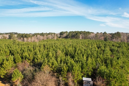 127 Acres Hunting Land and Camp for Sale in Amite County, MS - image 13