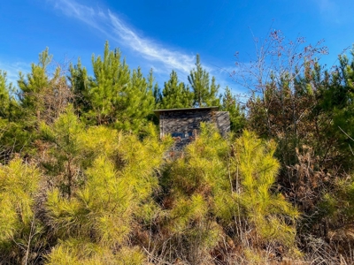 127 Acres Hunting Land and Camp for Sale in Amite County, MS - image 17