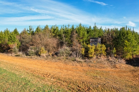 127 Acres Hunting Land and Camp for Sale in Amite County, MS - image 7