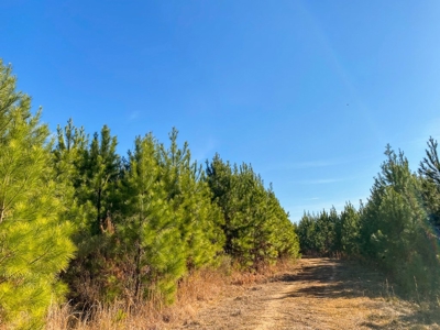 127 Acres Hunting Land and Camp for Sale in Amite County, MS - image 38