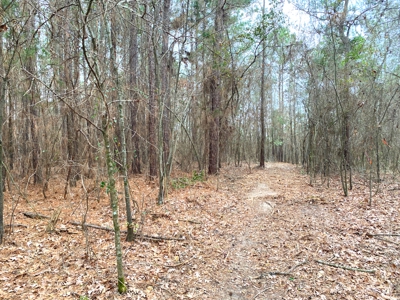 Homesite location in Gilmer, TX - image 9