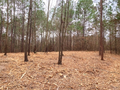 Homesite location in Gilmer, TX - image 6