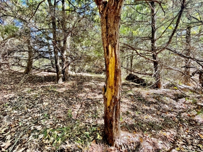 80 Acres - Noble County - Deer/Quail Hunting - image 19