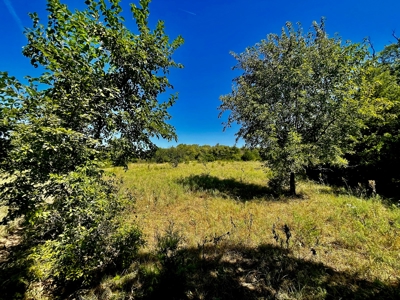 80 Acres - Noble County - Deer/Quail Hunting - image 17