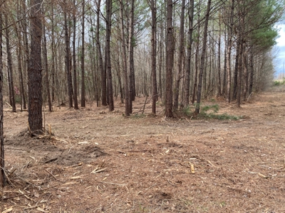 Land for Sale Gilmer, TX - image 2