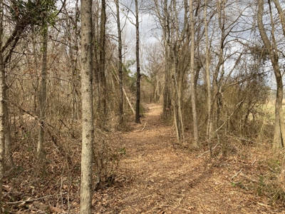 Land for Sale Gilmer, TX - image 6