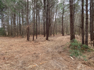Land for Sale Gilmer, TX - image 3