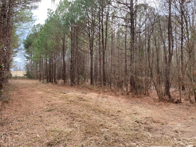Land for Sale Gilmer, TX - image 4