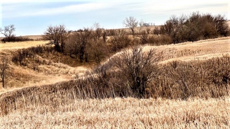 Gosper County Nebraska  Farmland And Hunting Farm  Auction - image 3